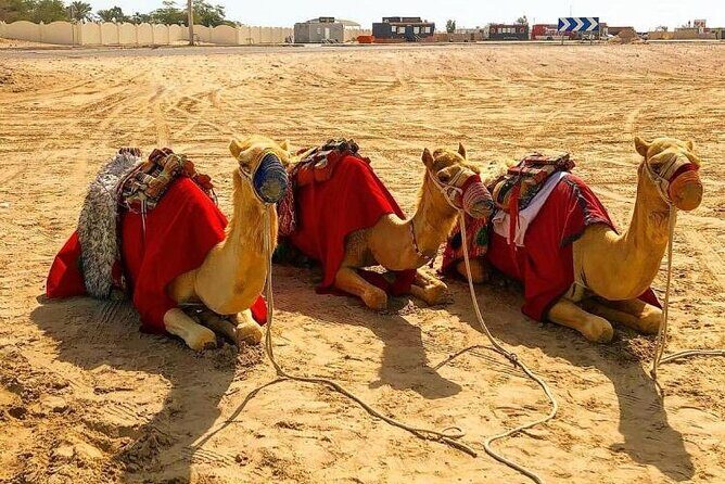 Doha Layover Desert Safari, Camel Ride, Sand Boarding, Inland Sea - Who Should Consider This Tour?