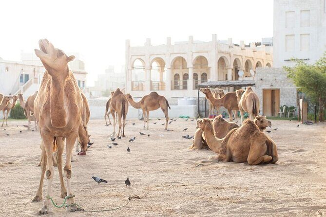 Doha layover, Stopover,Transit (4 Hours Private guided city tour) - The Corniche: A Picturesque Start