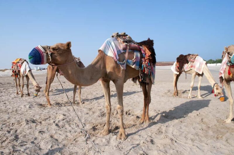 Doha: Museum of Islamic Art, Souq Waqif, and Katara Tour - Practical Tips for Your Tour Day