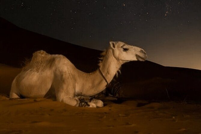 Doha Night Desert Safari Camel Ride Dune Bashing with Transfer - FAQs
