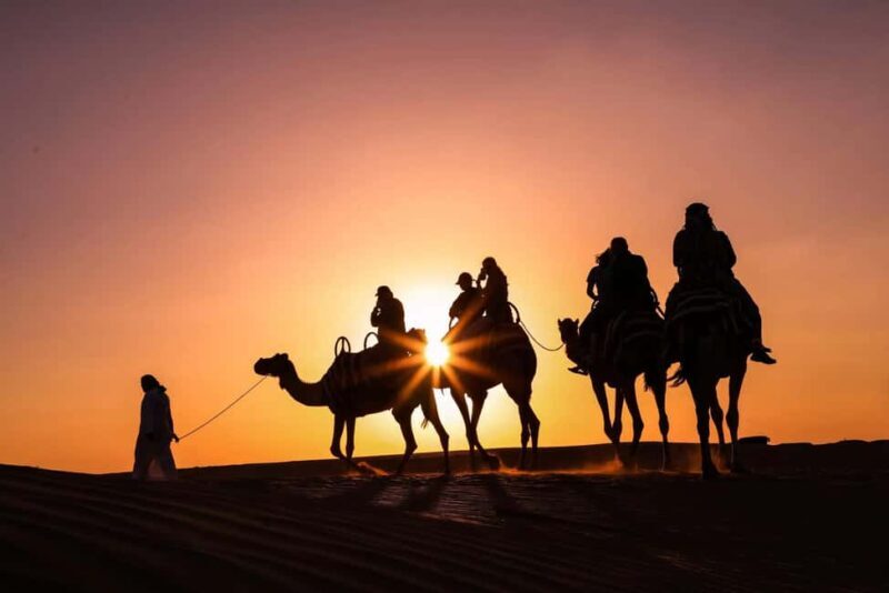 Doha: Night Desert Safari with Camel Ride and Sandboarding - Who Will Love This Tour?