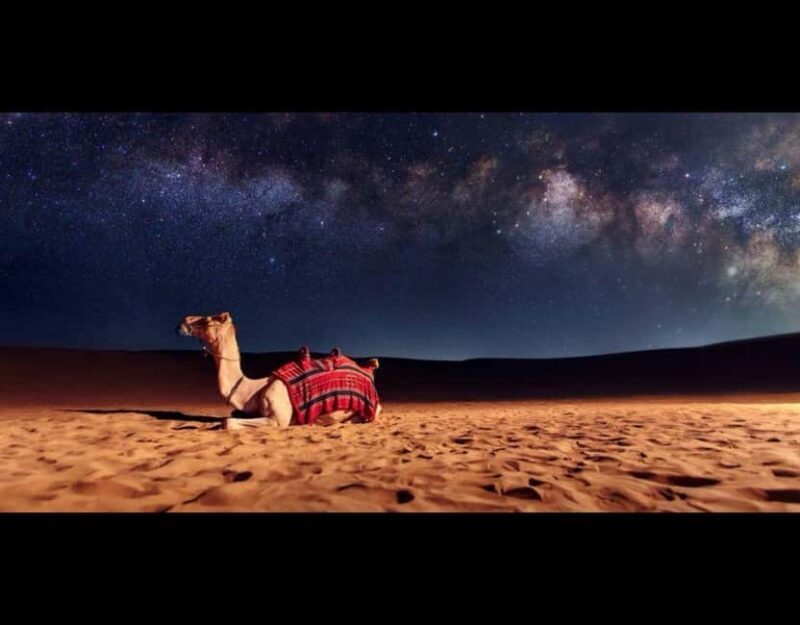 Doha: Night Safari with Dune Bashing and Camel Ride - Key Points