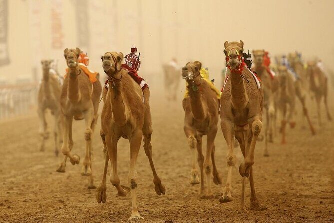 Doha, Qatar: Came Racing Track, Oryx & Sheikh Faisal Museum Tour. - Practical Details and What to Expect