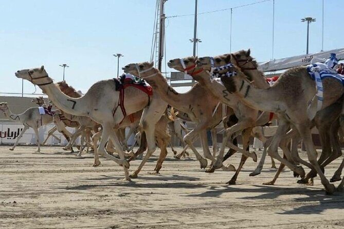 Doha Qatar Camel Race Track visit| West Coast Natural Attractions - Final Thoughts