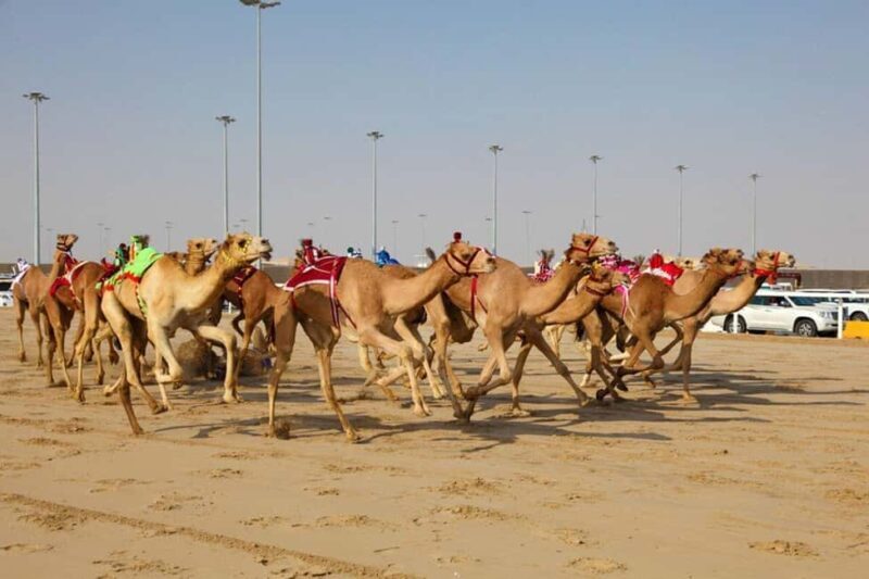 Doha: Richard Serra Sculpture,Mushroom Hill,Camel Race Track - Key Points