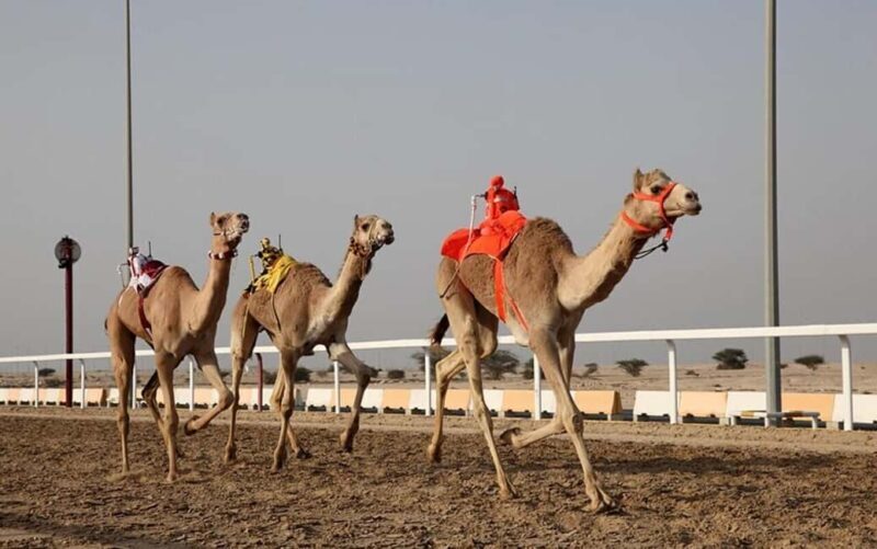 Doha: Richard Serra Sculpture,Mushroom Hill,Camel Race Track - Who Is This Tour Best For?