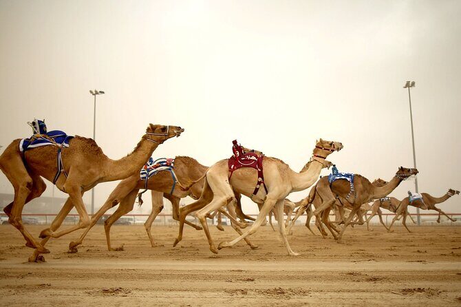 Doha : West Coast Tour on Zekreet Peninsula - The Sum Up: Is This Tour Right for You?