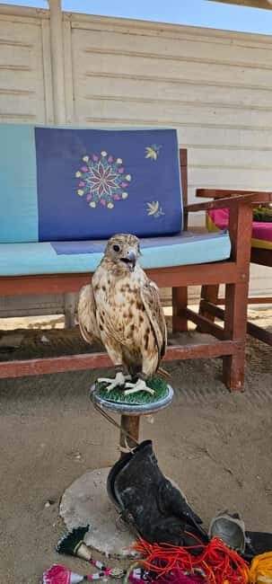 Doha:Private Desert Safari, Falcon, Sandboarding,inland sea - The Sum Up: Who Will Love This Tour?
