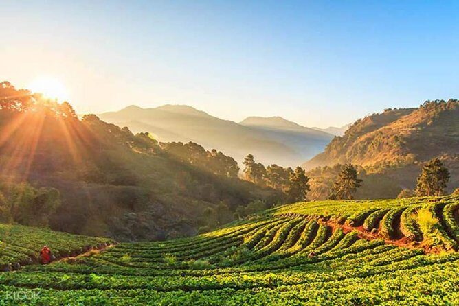 Doi Inthanon Day Trip from Chiang Mai including Karen Hill Tribe & Twin Pagodas - The Sum Up