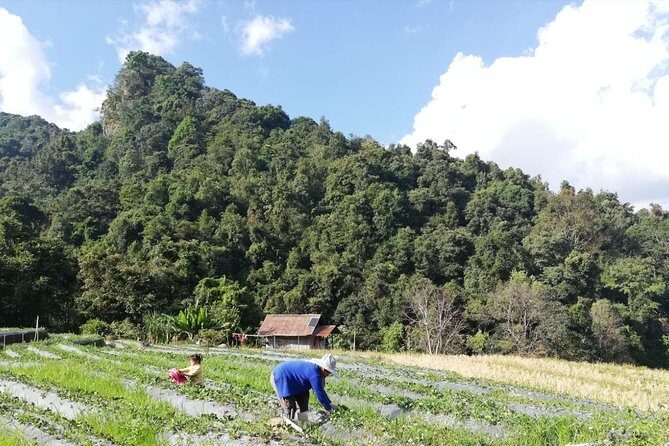 Doi Inthanon Day Trip:Twin Pagodas,Soft Hiking,Coffee Plantation - Frequently Asked Questions