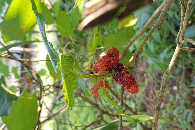 Doi inthanon National Park + 2Hour Fantastic Trekking with Lunch - FAQ