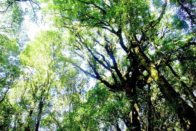 Doi Inthanon National Park, Waterfall & Royal Project Day Tour From Chiang Mai - FAQ