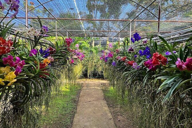 Doi Suthep Temple, Pha Lat Temple, Sticky Waterfall, Orchid farm - Final Thoughts