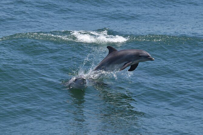 Dolphin and Bird Watching Ecotour Cruise - Introduction: What’s This Dolphin and Bird Watching Ecotour About?