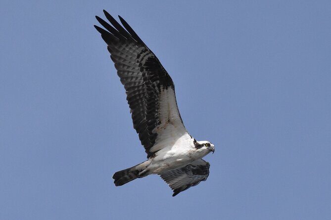 Dolphin and Bird Watching Ecotour Cruise - The Sum Up: Why This Tour Is Worth It