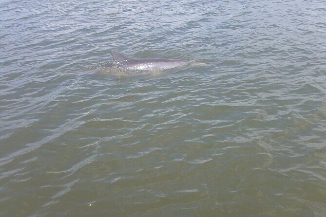 Dolphin and Manatee Adventure Tour of Merritt Island - What Makes This Tour Stand Out?