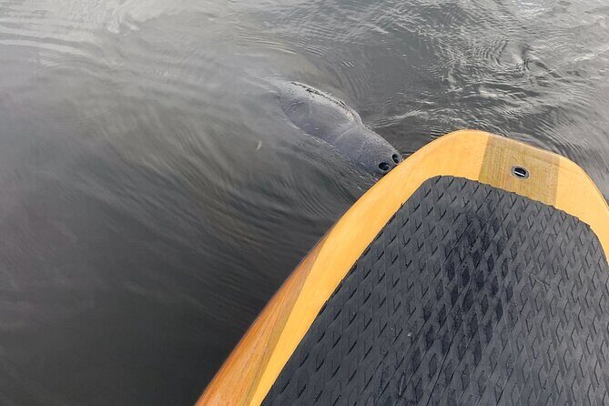 Dolphin and Manatee Adventure Tour of Naples with Florida History - Key Points