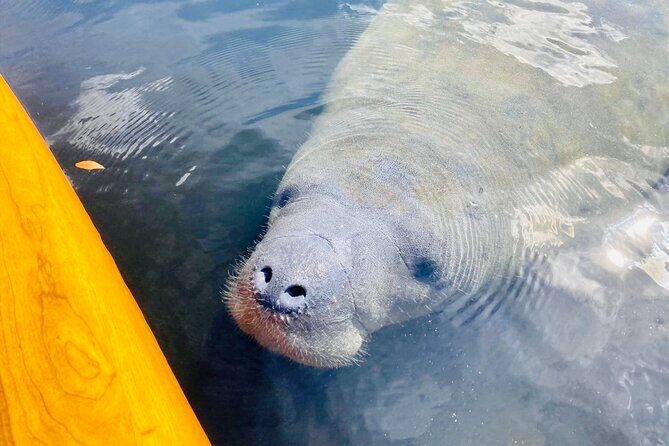 Dolphin and Manatee Adventure Tour of Sarasota with Olde Florida History! - Key Points
