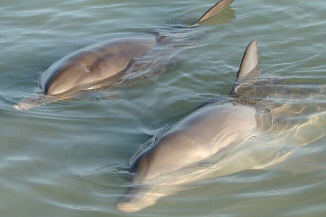 Dolphin and Manatee Clear Kayak or Paddleboard Tour - Introduction