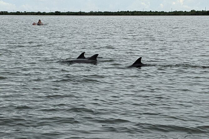 Dolphin and Manatee Clear Kayak or Paddleboard Tour - Key Points