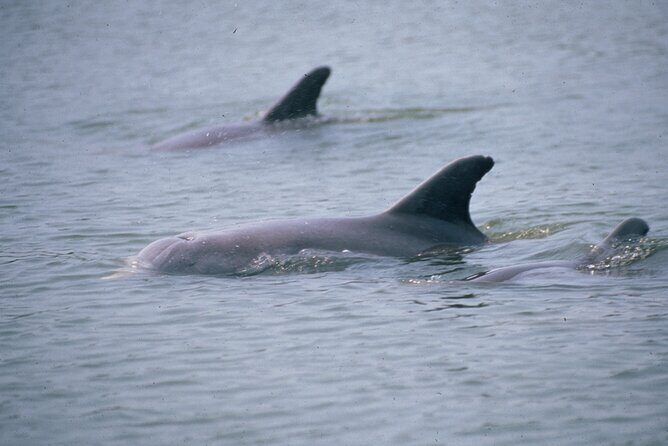 Dolphin and Manatee Clear Kayak or Paddleboard Tour - Who Should Consider This Tour?