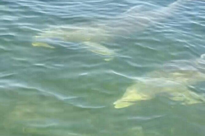 Dolphin and Manatee Kayak and SUP Adventure Tour of Cocoa Beach - FAQ