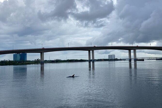 Dolphin and Manatee Stand Up Paddleboard Tour in Daytona Beach - Authentic Experiences and Real-World Feedback