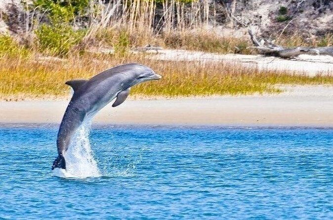 Dolphin and Nature Boat Excursion - Who Should Book This Tour?