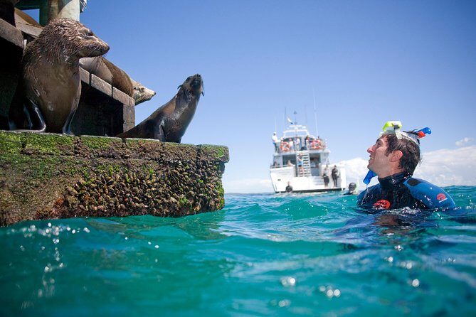 Dolphin and Seal snorkel adventure from Sorrento - What You Can Expect on the Tour