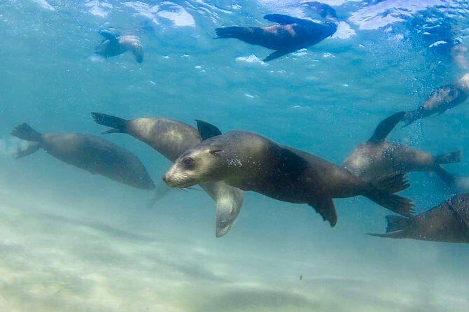 Dolphin and Seal snorkel adventure from Sorrento - Final Thoughts: Is It Worth It?