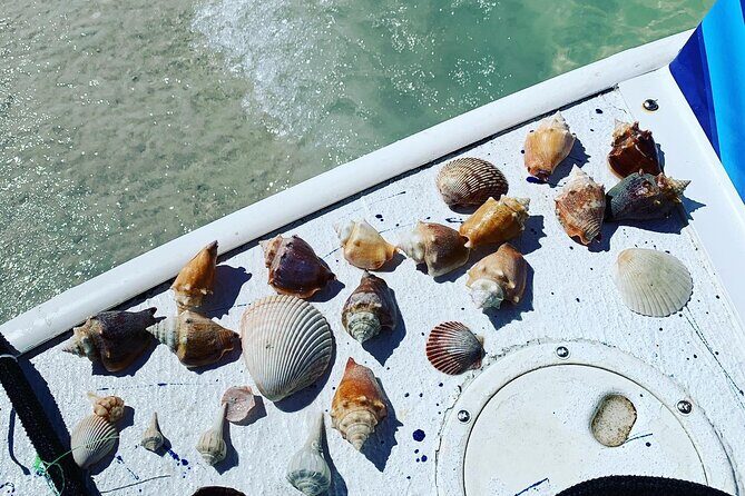 Dolphin and Shelling Cruise Tour at Fort Myers Beach - Final Thoughts on Value and Experience