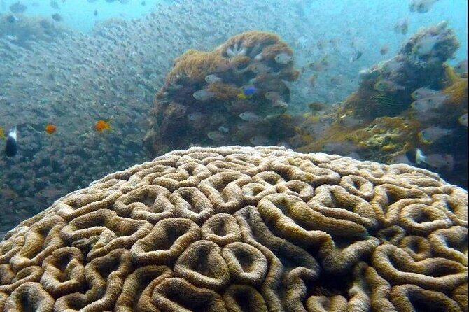 Dolphin and Tumbatu Island Snorkeling Tour with Pickup - What’s Included and What’s Not