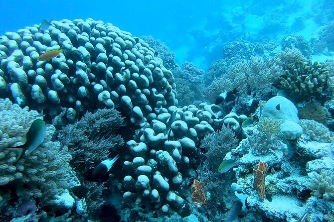 Dolphin and Tumbatu Island Snorkeling Tour with Pickup - Practical Tips for Travelers