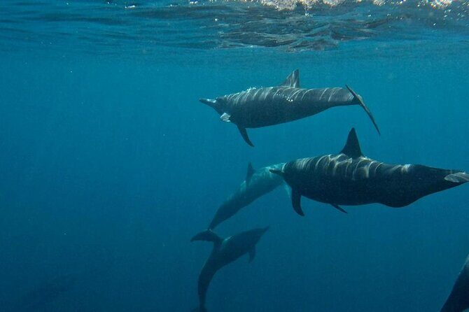 Dolphin and Whale Watching Boat Trip in Puerto Escondido - FAQ