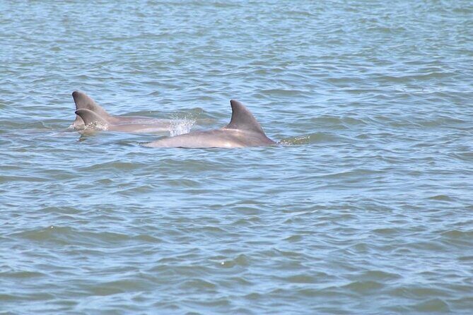 Dolphin and Wildlife History Tour - Key Points