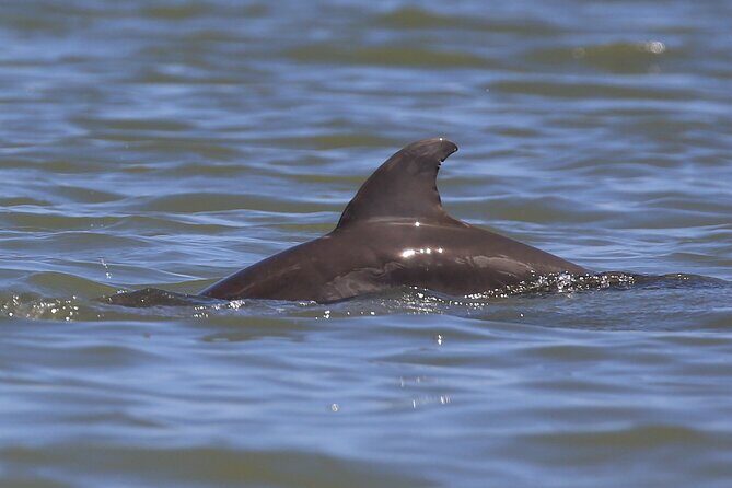 Dolphin and Wildlife Tour at Indian River Shores - The Itinerary: What You Can Expect
