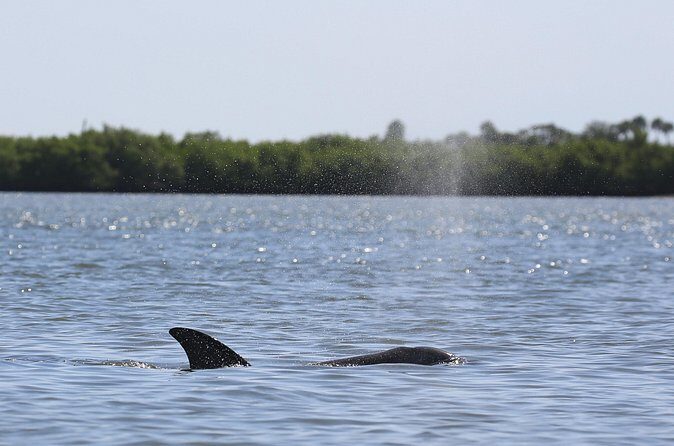 Dolphin and Wildlife Tour at Indian River Shores - Group Size & Accessibility