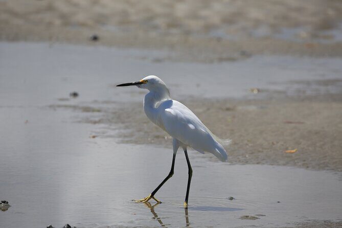 Dolphin and Wildlife Tour at Indian River Shores - The Value Angle