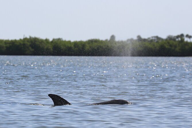 Dolphin and Wildlife Tour at Indian River Shores - Authentic Feedback & Real Experiences