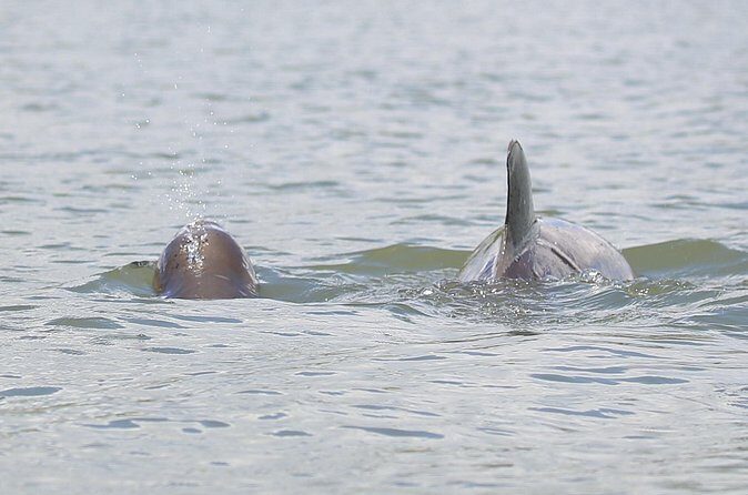 Dolphin and Wildlife Tour at Indian River Shores - Practical Tips for Your Trip