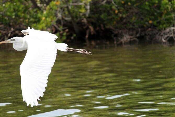 Dolphin Eco Cruise Nature Adventure in Cocoa Beach - Who Will Love This Tour?