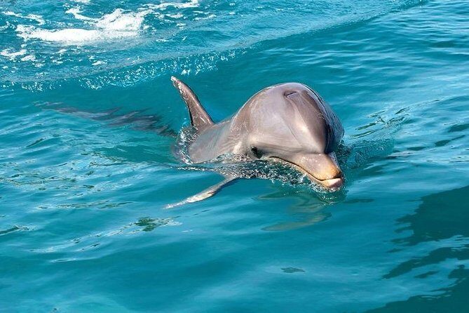 Dolphin Encounters, Ile aux Benitier & Crystal rock: Full-Day (Lunch & Transfer) - FAQ