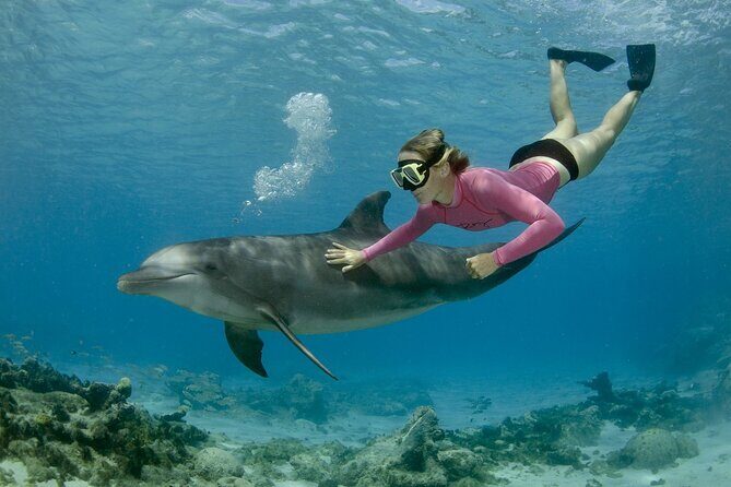 Dolphin House By Private Speed Boat & Drinks & Transfer-Hurghada - The Price and Its Value