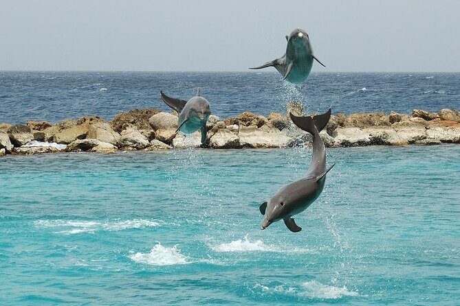 Dolphin House By Private Speed Boat & Drinks & Transfer-Hurghada - What the Reviews Tell Us