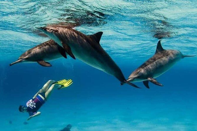 Dolphin House By Private Speed Boat & Drinks & Transfer-Hurghada - The Sum Up: Is This Tour Worth It?
