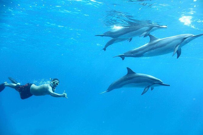 Dolphin House By Private Speed Boat & Drinks & Transfer-Hurghada - FAQ
