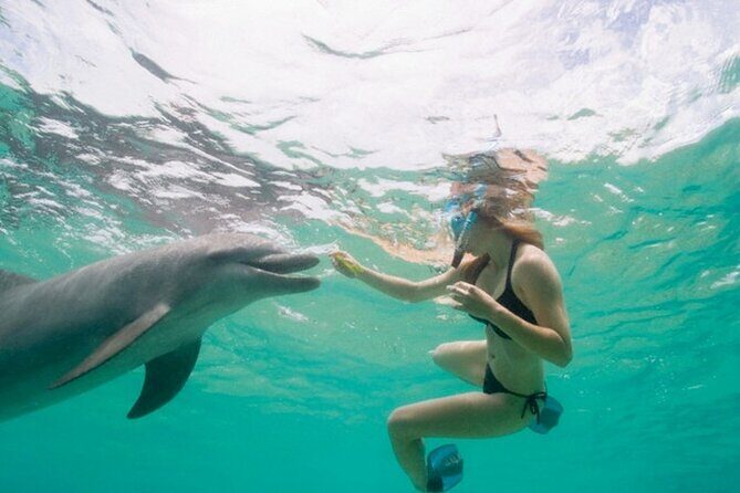 Dolphin House Cruise with water sports and Lunch in Hurghada - What You Can Expect from This Hurghada Dolphin Tour