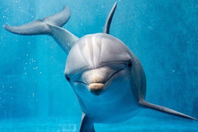 Dolphin House Reef Snorkeling Sea Trip With Transfer - Marsa Alam - Key Points