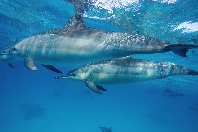 Dolphin House Reef Snorkeling Sea Trip With Transfer - Marsa Alam - An In-Depth Look at the Tour Experience