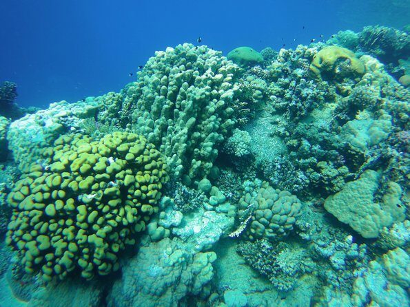 Dolphin House Reef Snorkeling Sea Trip With Transfer - Marsa Alam - FAQ